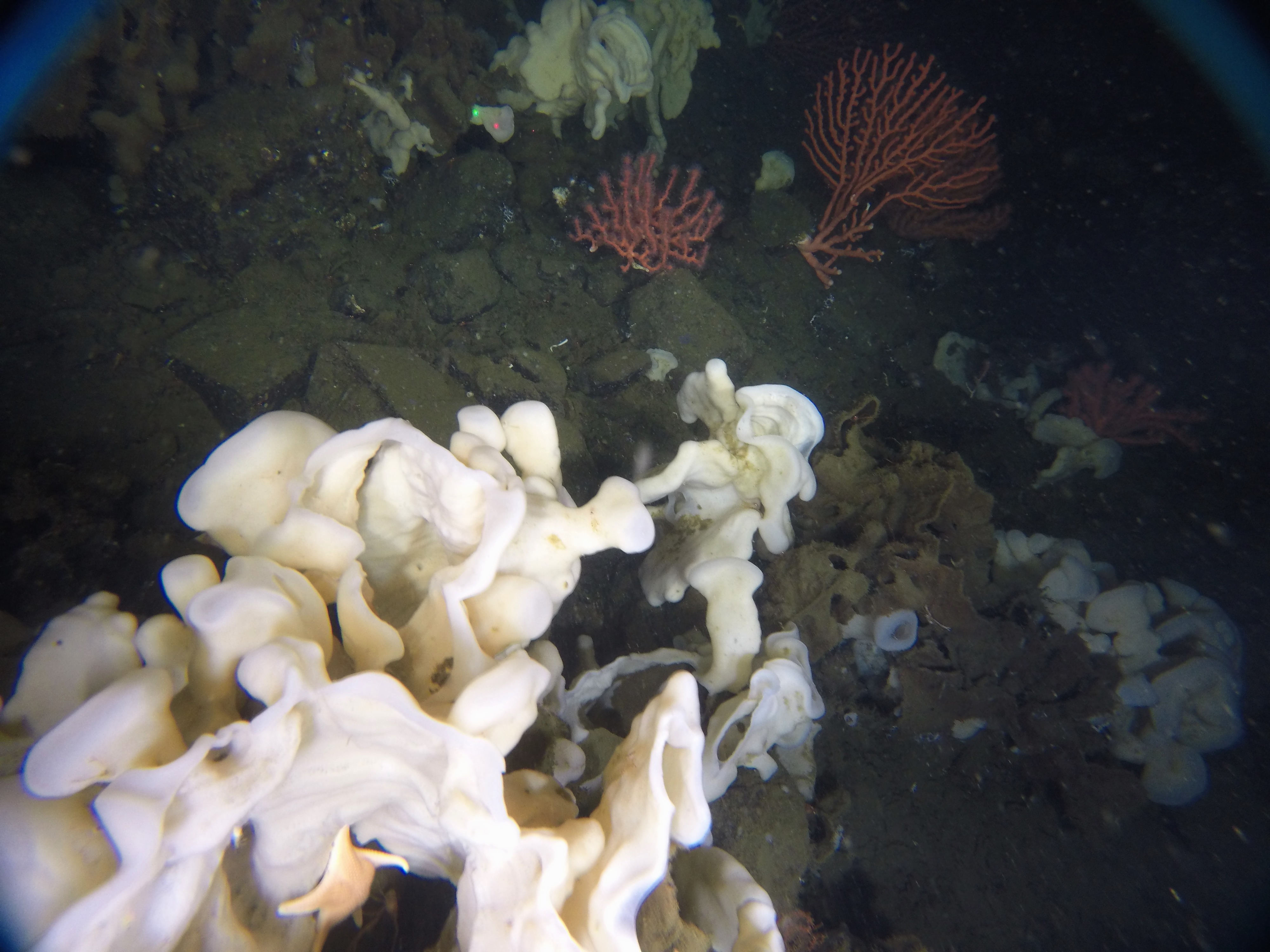 Charity Applauds Glass Sponge Reef Protection