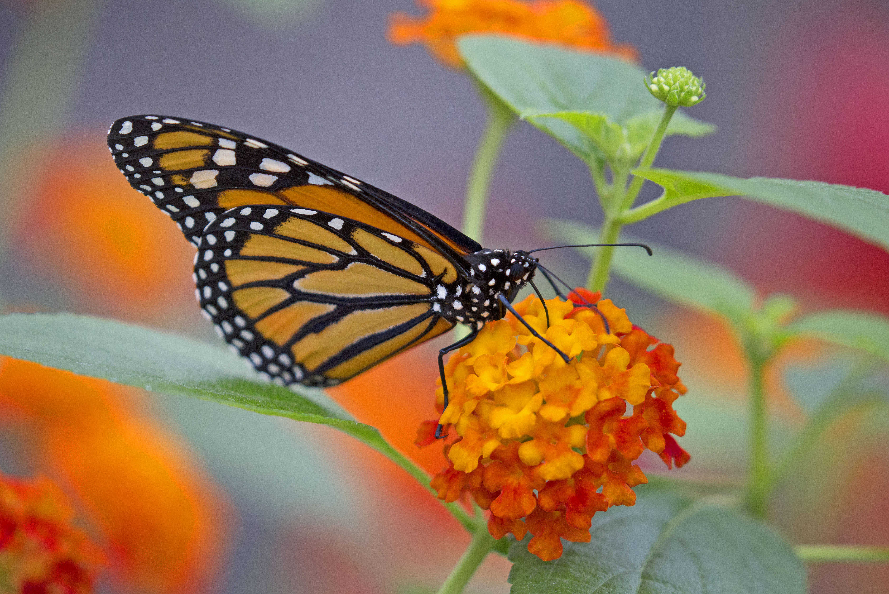 Cuanto Viven Las Mariposas Gradocero Kulturaupice