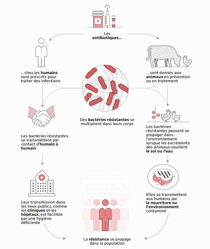 La R Sistance Aux Antibiotiques Inqui Te Locde Rci Fran Ais